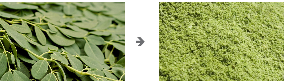 Moringa Leaf Grinding Machine